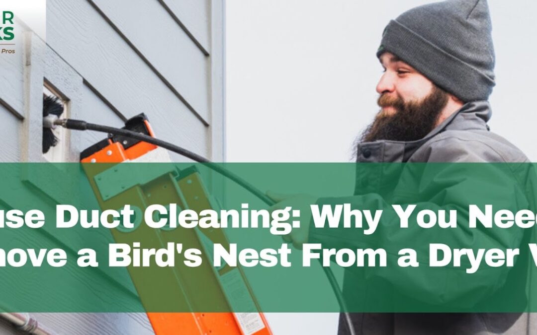 House Duct Cleaning: Why You Need to Remove a Bird’s Nest From a Dryer Vent