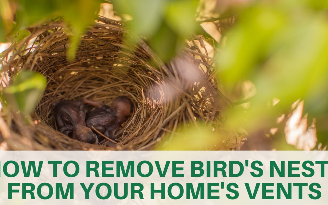 How to Remove Bird’s Nests from Your Home’s Vents
