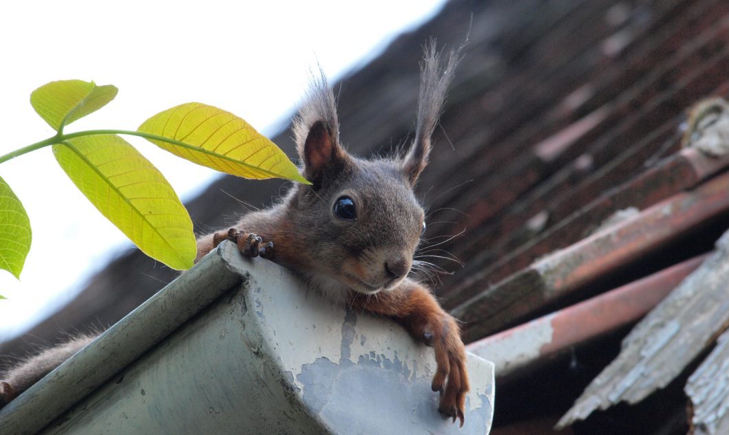 Pests, Rot, and Ruin: How Dirty Gutters Invite Critters and Destroy Your Home’s Structure